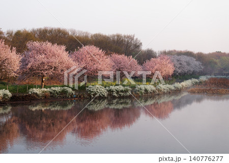 水面に映る満開の桜 水面に映る満開の桜 140776277