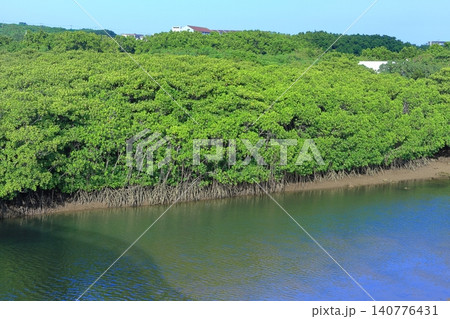 【沖縄県】快晴の宮良川のヒルギ林（石垣島） 140776431