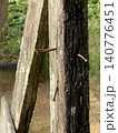 Rusty Nails In Weathered Wooden Planks With Cracked Texture 140776451