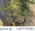 Partially withered chili pepper plant in garden 140776482