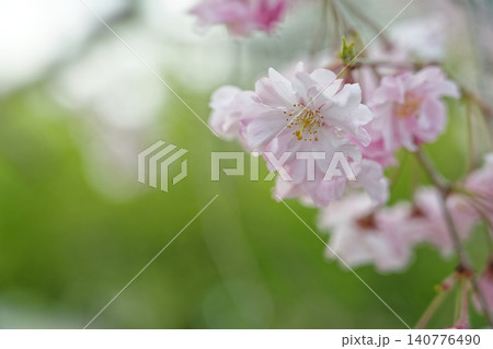 新緑を背景に咲く枝垂れ桜 新緑を背景に咲く枝垂れ桜 140776490