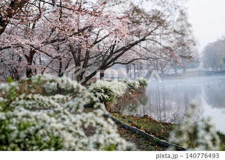 満開の桜と水面に映る景色 満開の桜と水面に映る景色 140776493