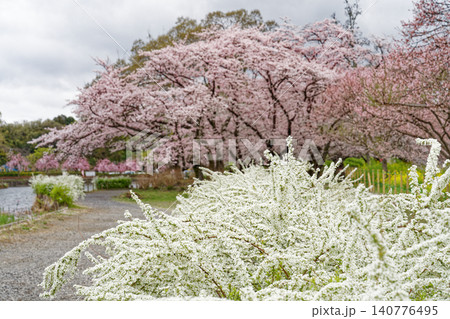 桜のある風景 桜のある風景 140776495