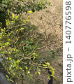 Partially withered chili pepper plant in garden 140776598