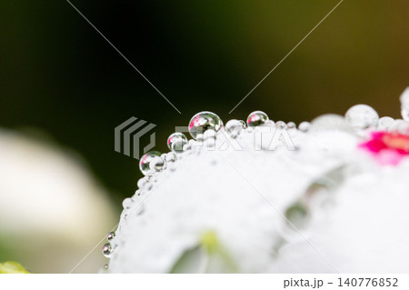 ニチニチソウの花びらに輝く雨粒のマクロ写真 ニチニチソウの花びらに輝く雨粒のマクロ写真 140776852
