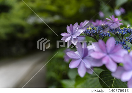 紫陽花の咲く初夏の参道の風景 紫陽花の咲く初夏の参道の風景 140776918