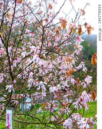 岡山県真庭市、醍醐桜ふもと周辺の佐引のカタクリ群生地にある紅姫コブシの花 岡山県真庭市、醍醐桜ふもと周辺の佐引のカタクリ群生地にある紅姫コブシの花 140776954