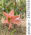 Close Up Of Striped Barbados Lily Blossom Hippeastrum Striatum 140776959