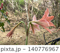 Side View Of Striped Barbados Lily Flowers Hippeastrum Striatum 140776967