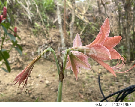 Side View Of Striped Barbados Lily Flowers Hippeastrum Striatum Side View Of Striped Barbados Lily Flowers Hippeastrum Striatum 140776967