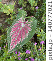 Caladium Bicolor Leaf with Water Droplets 140777021