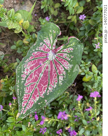 Caladium Bicolor Leaf with Water Droplets Caladium Bicolor Leaf with Water Droplets 140777021