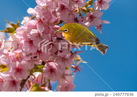 河津桜にとまるメジロと青空の春景色 140777036