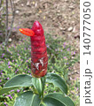 Red Button Ginger with Orange Bloom and Ants 140777050