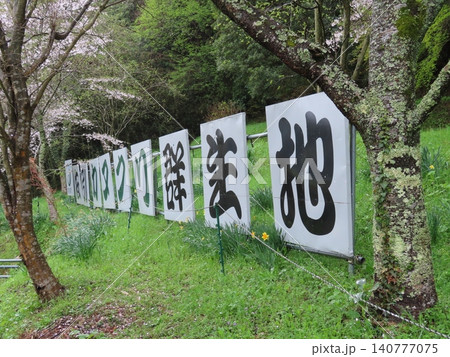 岡山県真庭市、醍醐桜ふもと周辺の佐引のカタクリ群生地 岡山県真庭市、醍醐桜ふもと周辺の佐引のカタクリ群生地 140777075