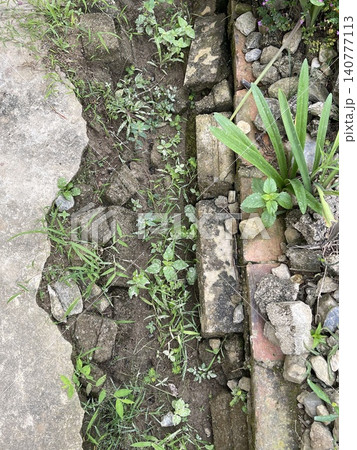 Garden Path Edge with Cement, Bricks, and Weeds Garden Path Edge with Cement, Bricks, and Weeds 140777113