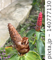 Red Button Ginger Flower Contrast of Fresh and Withered Bloom 140777130
