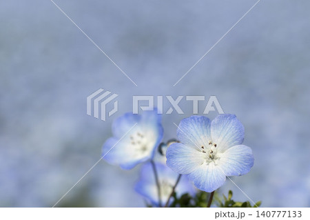 コピースペースのあるネモフィラの花の背景 コピースペースのあるネモフィラの花の背景 140777133
