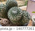 Mammillaria karwinskiana Cactus in Black Pot 140777261