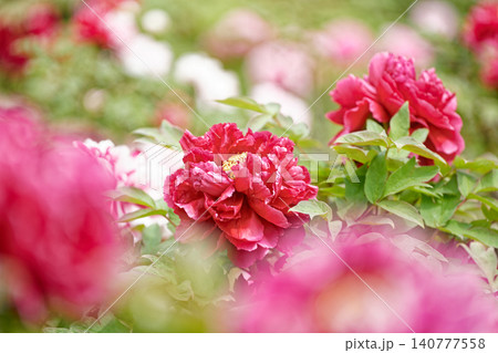 赤い牡丹の花 赤い牡丹の花 140777558