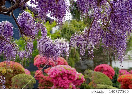 満開の藤の花とつつじ 満開の藤の花とつつじ 140777560