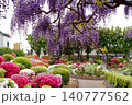 満開に咲く美しい藤の花 140777562