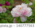 薄ピンクの芍薬 140777563