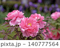 満開のピンクの牡丹 140777564