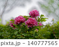 朝霧に咲く満開の牡丹 140777565