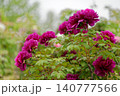 赤い牡丹の花 140777566