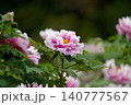 ピンク色の牡丹と後ろぼけ 140777567