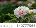 ピンク色の牡丹が咲いています 140777568