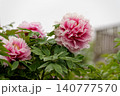 庭に咲くピンクの牡丹 140777570