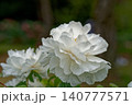 白い牡丹 140777571