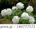 白い牡丹の花 140777572