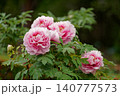 濃いピンクの牡丹 140777573