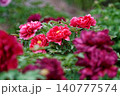赤い牡丹 140777574