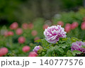 森に咲く牡丹の花 140777576