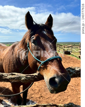 マウイ島の茶色の馬 マウイ島の茶色の馬 140777616