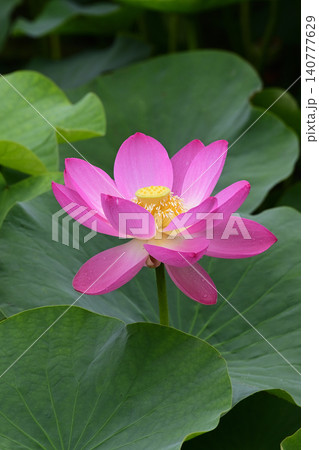 大賀蓮の花 大賀蓮の花 140777629