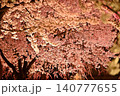 ライトアップされた夜桜 140777655