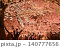 ライトアップされた夜桜 140777656