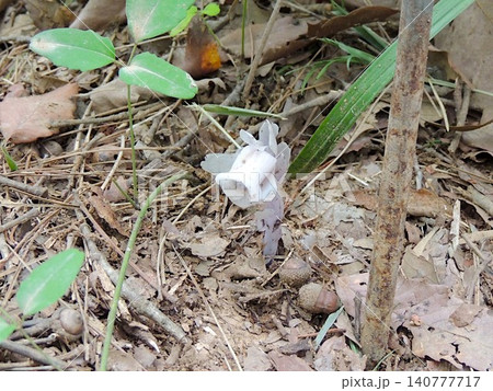 ギンリョウソウ ギンリョウソウ 140777717