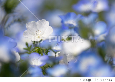 幻想的な白いネモフィラと青いネモフィラの花畑 幻想的な白いネモフィラと青いネモフィラの花畑 140777733