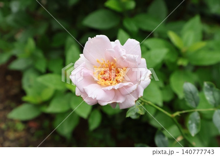 初めて育てたバラに花が咲いた 初めて育てたバラに花が咲いた 140777743