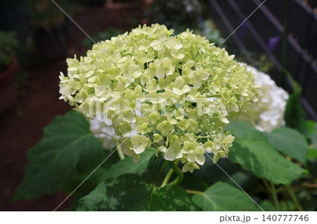ライムグリーンから白に変化する紫陽花アナベル ライムグリーンから白に変化する紫陽花アナベル 140777746