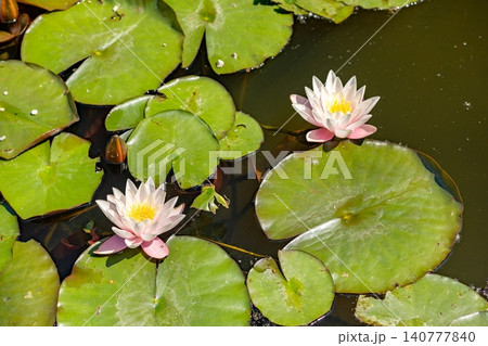 Water lilies float on a pond with green leaves in a sunny environment during the day 140777840