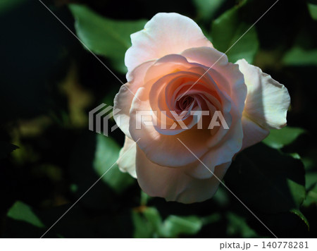 晴れた5月に美しく咲いた若々しい白色のバラの花「フレンチ･レース」 140778281