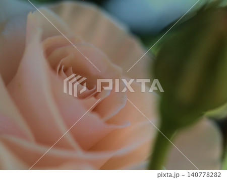 晴れた5月に美しく咲いた若々しい白色のバラの花「フレンチ・レース」 晴れた5月に美しく咲いた若々しい白色のバラの花「フレンチ・レース」 140778282