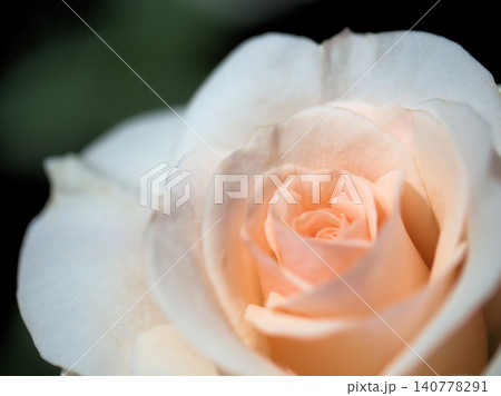 晴れた5月に美しく咲いた若々しい白色のバラの花「フレンチ･レース」 140778291